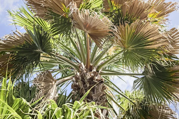 Palm on blue sky background. — Stock Photo, Image