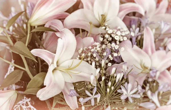 The flowers are pink lilies close-up. — Stock Photo, Image