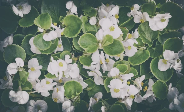 庭の花壇に白い花. — ストック写真