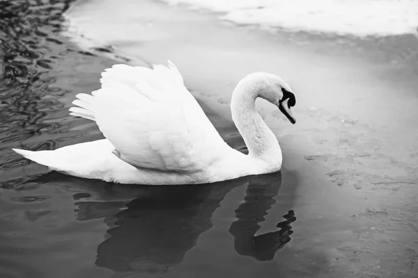 White Swan on the lake in winter. — Stock Photo, Image