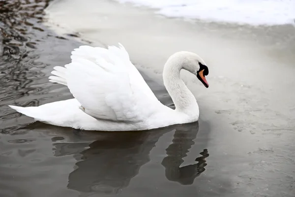 Cisne blanco en el lago en invierno. —  Fotos de Stock