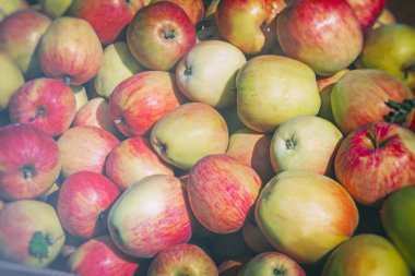 Büyük olgun elma, fotoğrafı yakın çekim.