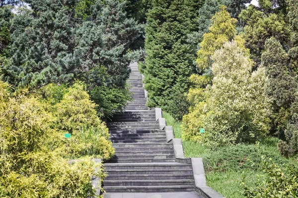 Plants in the arboretum near the stone stairs. — Stock Photo, Image