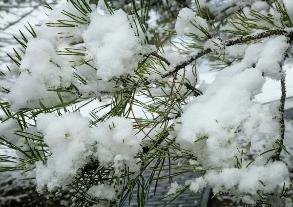 Gałąź sosny pokryta śniegiem. — Zdjęcie stockowe