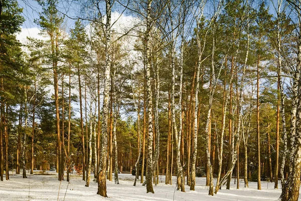 Χειμώνα Ένα Πάρκο Μια Ηλιόλουστη Ημέρα Ψυχρός Δέντρα Καλυμμένα Πεσμένο — Φωτογραφία Αρχείου