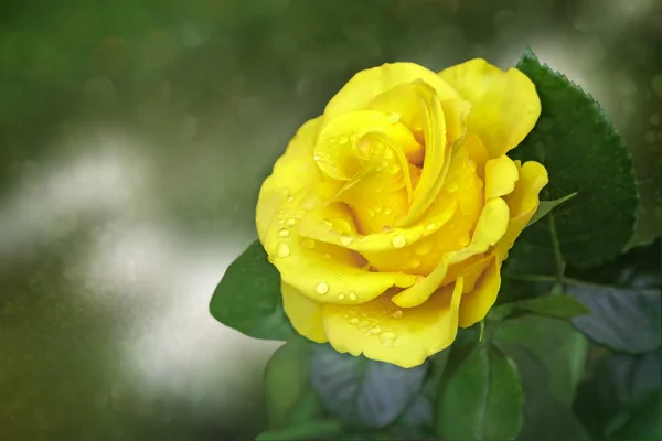Kaunis Keltainen Kukka Tee Hybridi Ruusu Kukkivat Puutarhassa Valokuva Lähikuva — kuvapankkivalokuva