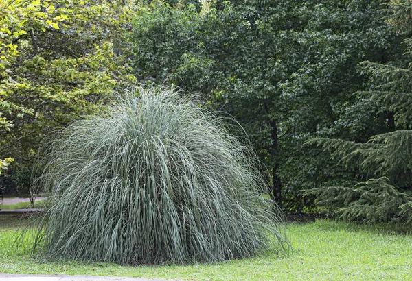 Uma área lindamente decorada do arboreto . — Fotografia de Stock