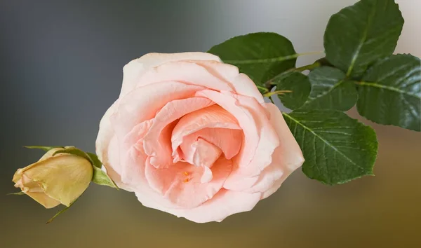 Beautiful Pink Flower Tea Hybrid Rose Blooming Garden Photographed Close — Stock Photo, Image