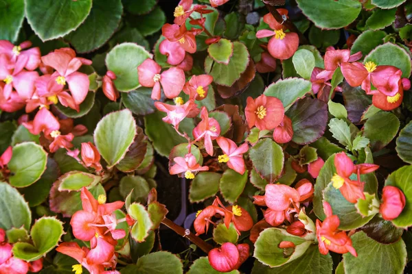 Delicadas Flores Rosa Pequeno Tamanho Entre Folhas Verdes Que Florescem — Fotografia de Stock