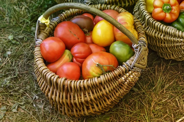 Cesta arrugada llena de tomates rojos maduros — Foto de Stock