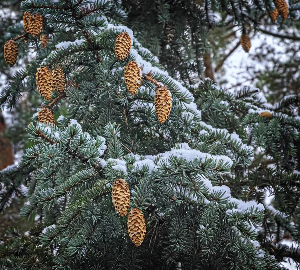 Ялинова гілка з конусами, вкритими снігом . — стокове фото