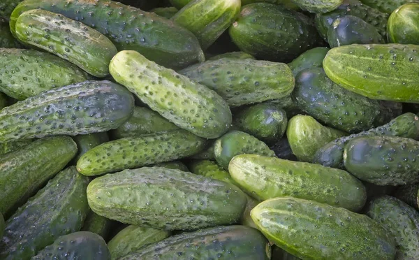 Een goede oogst van verse groene komkommer close-up. — Stockfoto