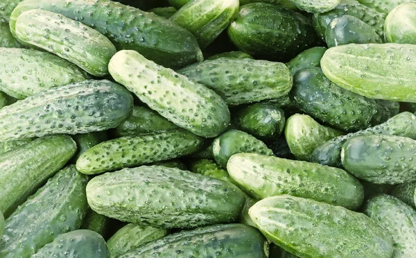 Verse groene komkommer close-up. — Stockfoto