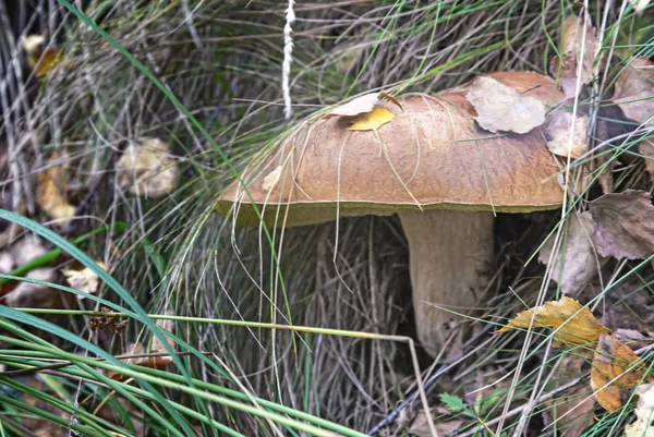 Wald Auf Einer Lichtung Zwischen Gras Und Abgefallenen Blättern Wächst — Stockfoto