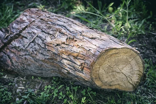 一大片被砍伐的松树的树干的一部分躺在地上 — 图库照片