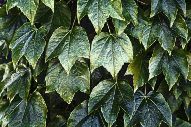 Binanın duvarında dekoratif tırmanma bitki sarmaşık. Arka plan görüntüsü.