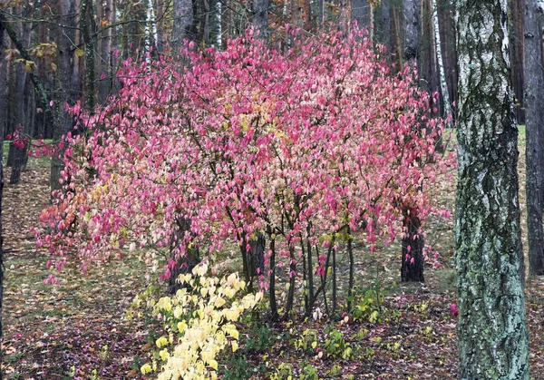 Paesaggio Autunnale Grande Arbusto Del Fuso Con Foglie Rosa Brillante — Foto Stock