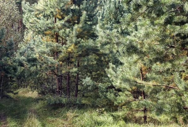 Δάσος τοπίο στις αρχές του φθινοπώρου. — Φωτογραφία Αρχείου