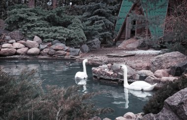 İki Beyaz Kuğu Gölü yüzeyi.