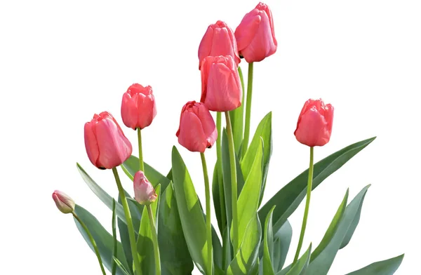 Цветущий красный тюльпан на белом фоне . — стоковое фото