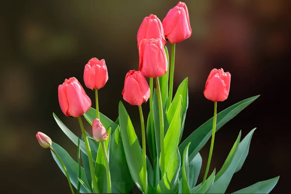 Blomstrende røde tulipaner på en mørk baggrund . - Stock-foto