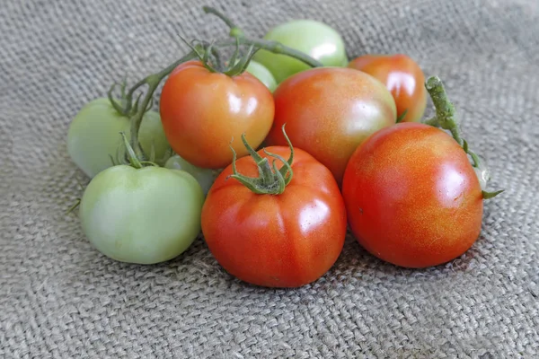 Tomates maduros e verdes em um tecido de linho — Fotografia de Stock