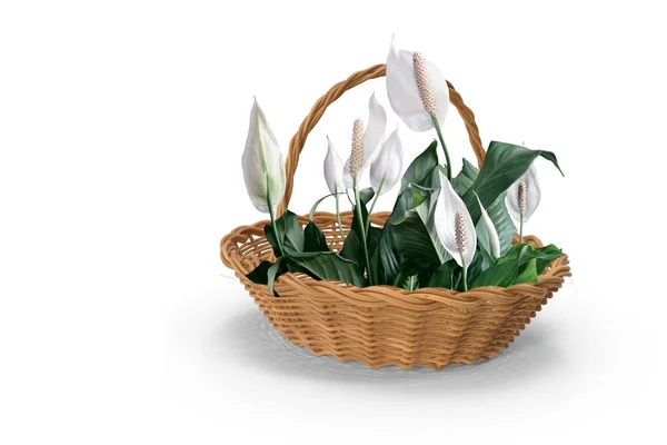 Fleurs blanches en fleurs spathiphyllum dans un panier sur un fond blanc . — Photo