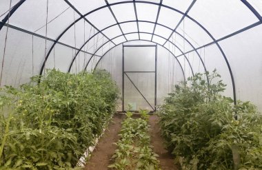 Metal bir çerçeve ile küçük bir sera polikarbonat ile kaplı. Sebze yetiştirmek için tasarlanmış. Bir serada domates, biber, patlıcan büyüyen.