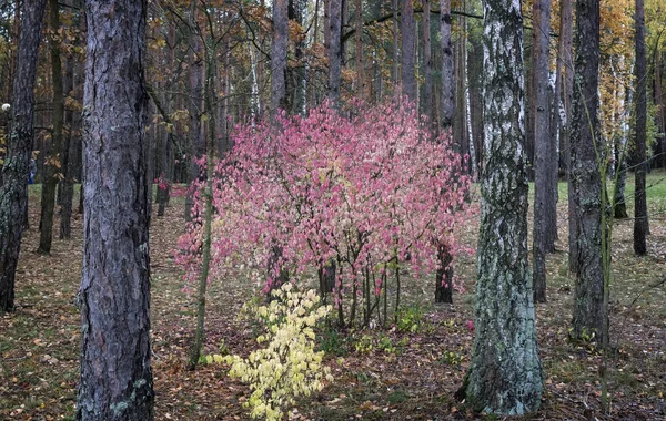 Jesienny Krajobraz Duży Krzew Drzewa Wrzeciona Jasny Różowy Liści Lesie — Zdjęcie stockowe