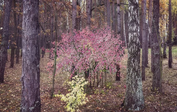 Podzimní Krajina Velký Keř Vřeteno Strom Jasně Růžová Listí Podzimním — Stock fotografie