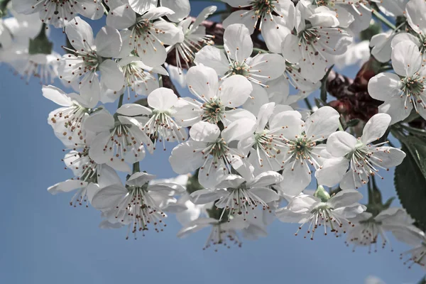 Rama Cerezo Con Gran Número Flores Blancas Contra Cielo Azul — Foto de Stock