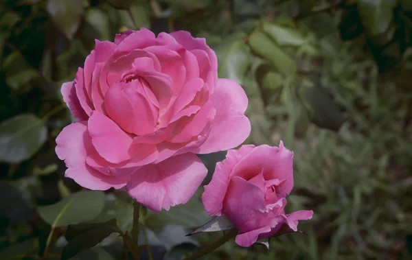 Hermosa Rosa Rosa Rosa Híbrida Del Flor Floreciendo Jardín Primer — Foto de Stock