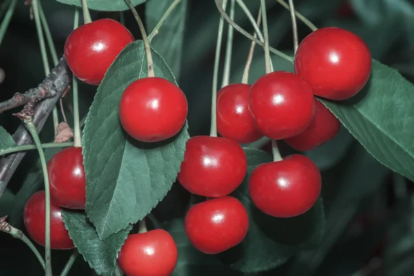 Galho Árvore Entre Folhas Verdes Penduradas Monte Cerejas Maduras — Fotografia de Stock