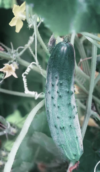 Invernadero Entre Los Brotes Verdes Flores Amarillas Del Pepino Que —  Fotos de Stock