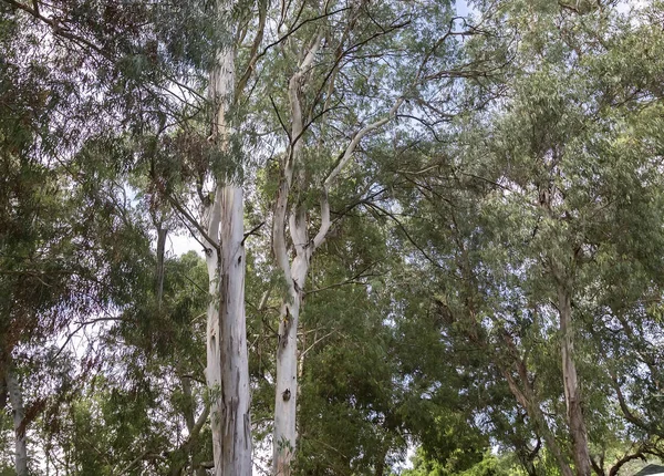 Large eucalyptus trees in the arboretum.