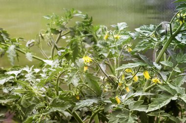 Sera domates bitki çiçek.