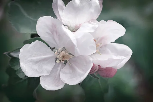 La rama del manzano que florece sobre el fondo el jardín verde . — Foto de Stock