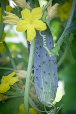 Serada genç bir salatalık büyüyen.