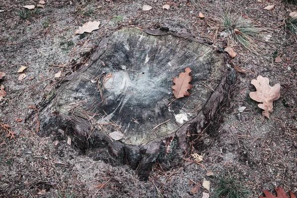 Vieux tronc d'arbre scié . — Photo