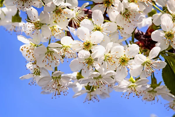Rama de cerezo en flor contra el cielo azul . —  Fotos de Stock