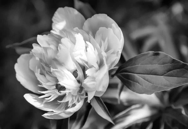 Peonía blanca floreciente entre hojas verdes — Foto de Stock