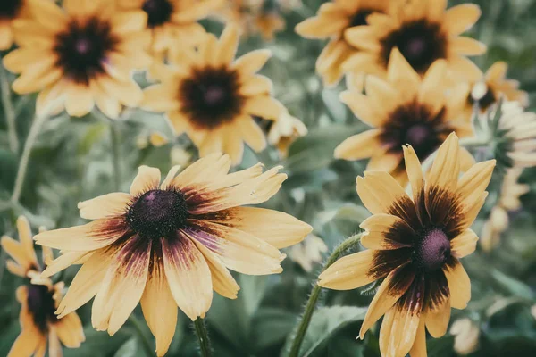 Желтый rudbeckia цветет среди листьев так зелено — стоковое фото