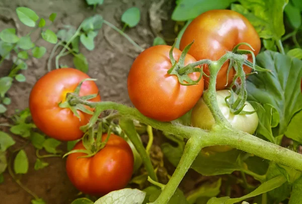 Os tomates amadurecem nos ramos de um Bush. — Fotografia de Stock