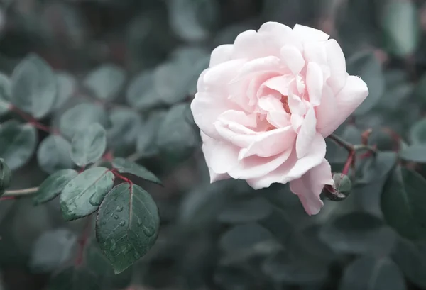 Hermosa rosa en flor contra el verde de las hojas — Foto de Stock