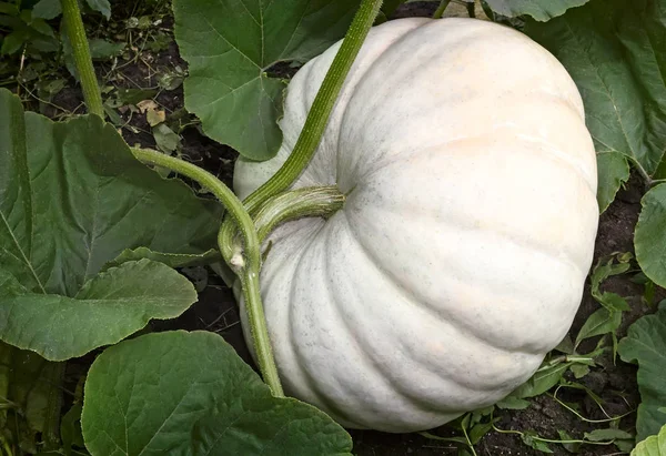 Pumpkin grows in the garden among green leaves. — Stock Photo, Image