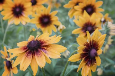 Sarı rudbeckia yaprakların arasında çiçek açıyor.