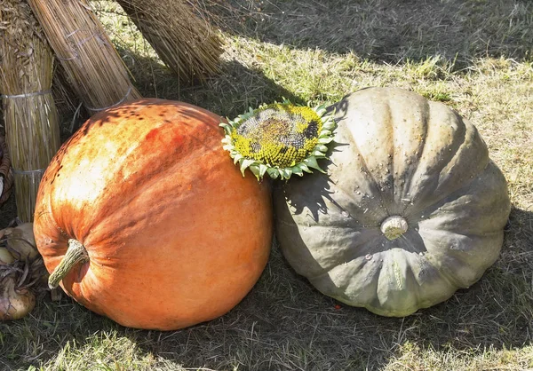 Two large pumpkins are sold at the fair. — Stock Photo, Image