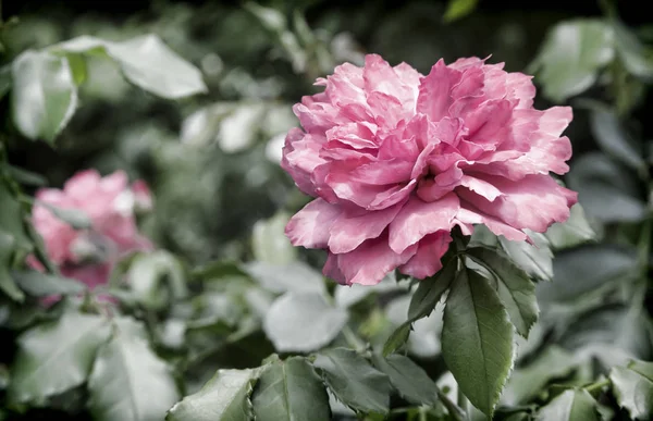 Hermosa rosa en flor contra el verde de las hojas — Foto de Stock