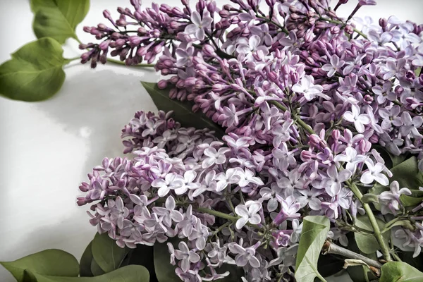 Fliederzweig mit schönen Farben. — Stockfoto