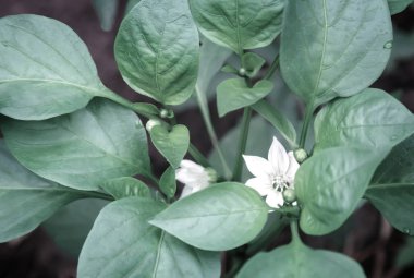 Biber bitki çiçek ve tomurcukları ile.
